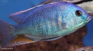 Chilotilapia rhoadesii 'Boadzulu Island'