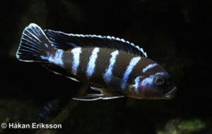 Chindongo demasoni