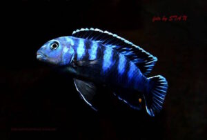 Chindongo saulosi 'Taiwan Reef'