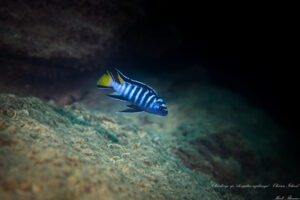 Chindongo sp. 'elongatus Mphanga' Chirwa Island