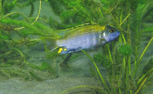 Cyathochromis obliquidens