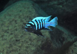 Cynotilapia sp. 'chinyankwazi' Chinyamwezi Island