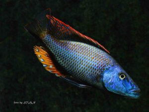 Dimidiochromis compressiceps 'Maingano Island'