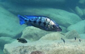Fossorochromis rostratus 'Mbenji Island'