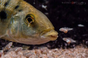 Fossorochromis rostratus - Weibchen Malawisee Maulbrüter