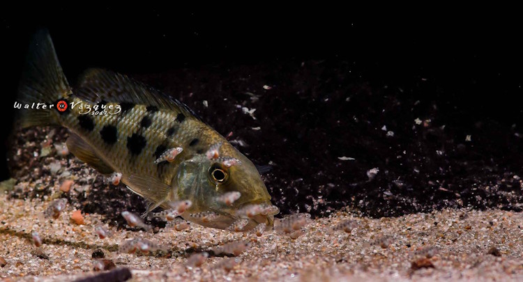 Malawisee Maulbrüter