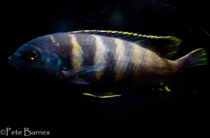 Gephyrochromis sp. 'sand' Londo