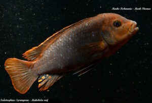 Iodotropheus sprengarae 'Makokola Reef'