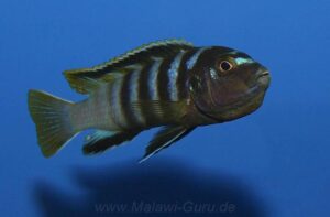 'Mbamba Bay' – Weibchen mit Eiern im Maul! Labidochromis sp. 'Mbamba Bay'