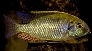 Lethrinops parvidens