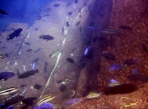 Linganjala Reef im Malawisee