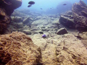 Maingano Island im Malawisee
