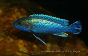 Melanochromis lepidiadaptes 'Makanjila Point'