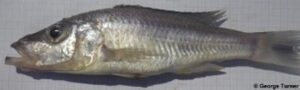 Die Pallidochromis Pallidochromis tokolosh 'South East Arm'