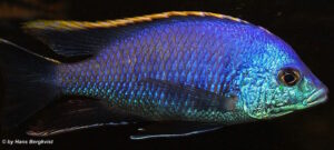Die Placidochromis Placidochromis sp. 'blue Otter' Tsano Rock
