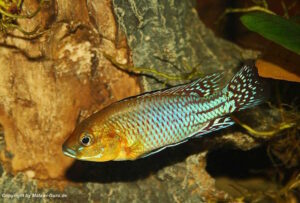 Pseudocrenilabrus nicholsi