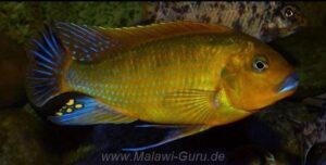 Pseudotropheus sp. 'williamsi North' Makonde