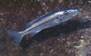 Die Rhamphochromis Rhamphochromis esox 'Taiwanee Reef'