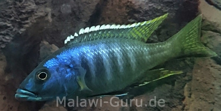 Sciaenochromis ahli 'Chimwalani Reef Sciaenochromis ahli 'Chimwalani Reef