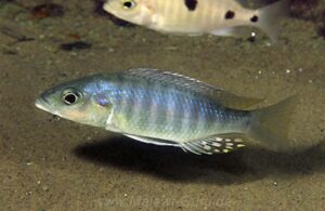 Sciaenochromis ahli 'Mdoka''Mdoka' Sciaenochromis ahli 'Mdoka'