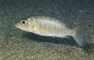 Sciaenochromis ahli 'Msisi''Msisi' Sciaenochromis ahli 'Msisi'
