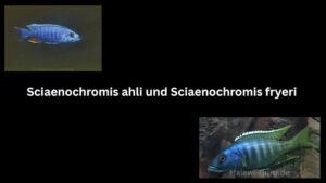 Sciaenochromis ahli und Sciaenochromis fryeri - Aufklärung zu diesen beiden Nonmbuna Arten Sciaenochromis ahli und Sciaenochromis fryeri