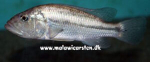 Die Serranochromis Serranochromis robustus 'Chiofu'