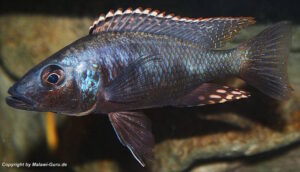 Die Stigmatochromis Stigmatochromis melanchros 'Chiofu Bay'