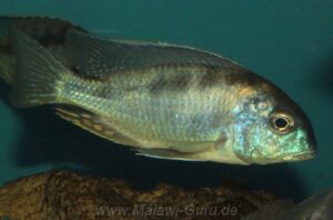 Die Tramitichromis Tramitichromis brevis 'Chizumulu Island'