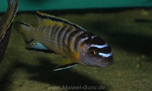 Tropheops kumwera
