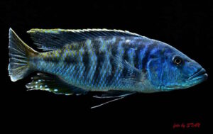 Die Tyrannochromis Tyrannochromis nigriventer 'Lundu'