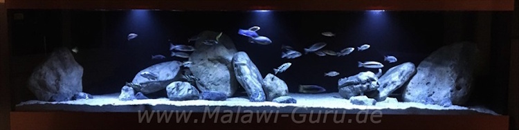 Malawisee-Aquarium mit 1680 Litern Haremshaltung und Gruppenhaltung