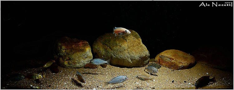 Sandzone-Aquarium Malawi-Becken für Anfänger