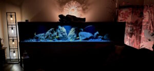 Rückblick in die Malawisee-Aquaristik