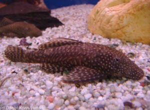 Ancistrus sp. 'Gemeiner Antennenwels' gehört nicht ins Malawisee-Becken! Ancistrus sp. 'Gemeiner Antennenwels'