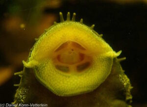 Ancistrus sp. 'Gemeiner Antennenwels''Gemeiner Antennenwels' Ancistrus sp. 'Gemeiner Antennenwels'