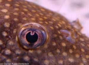 Ancistrus sp. 'Gemeiner Antennenwels''Gemeiner Antennenwels' Ancistrus sp. 'Gemeiner Antennenwels'