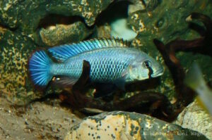 Astatotialapia calliptera 'Chizumulu' Astatotialapia calliptera 'Chizumulu'