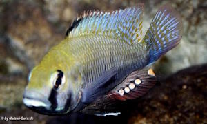 Astatotilapia calliptera