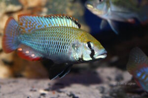 Astatotilapia calliptera 'Thumbi East' Astatotilapia calliptera 'Thumbi East'