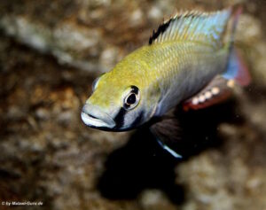 Astatotilapia calliptera 'Namalenje' Astatotilapia calliptera 'Namalenje'