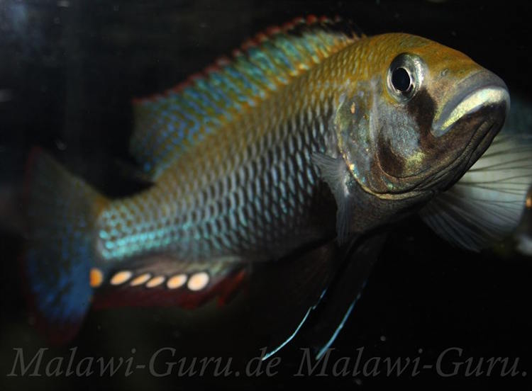 Astatotilapia calliptera 'Namalenje' Astatotilapia calliptera 'Namalenje'