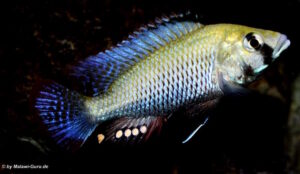 Astatotilapia calliptera 'Namalenje'