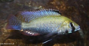 Haplochromini und Tilapiini