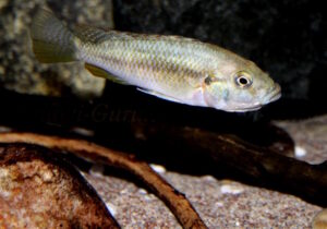 Astatotilapia calliptera 'Namalenje' / Weibchen Astatotilapia calliptera 'Namalenje'