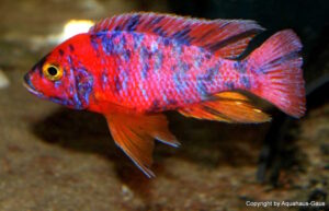 Aulonocara 'Marmelade Cat' eine Hybride Zuchtform! Aulonocara 'Marmelade Cat'