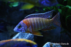 Aulonocara Red Rubin