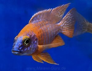 Aulonocara Red Rubin