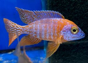Aulonocara Red Rubin