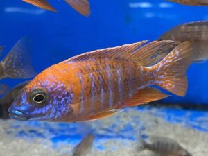 Aulonocara Red Rubin